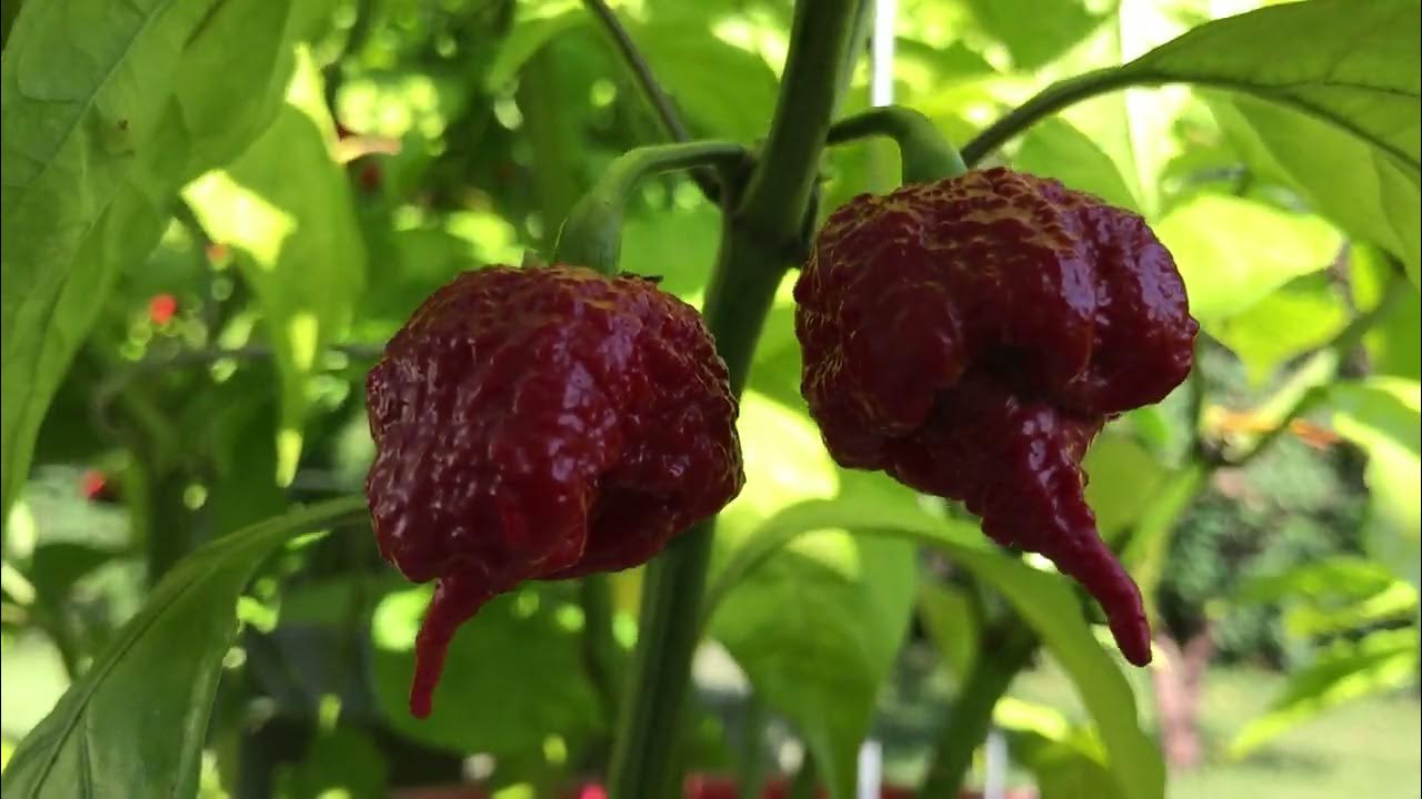 Carolina Reaper Grow Update. August 2023. YouTube
