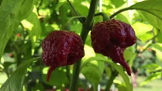 Carolina Reaper Grow Update.  August 2023.