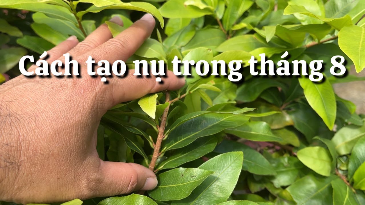 Cách tạo nụ nhiều cho cây mai trong tháng 8 âm lịch