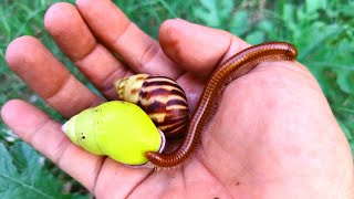 MENYERAMKAN! Berburu Bekicot hias, siput gepeng dan kaki seribu (Millipedes)