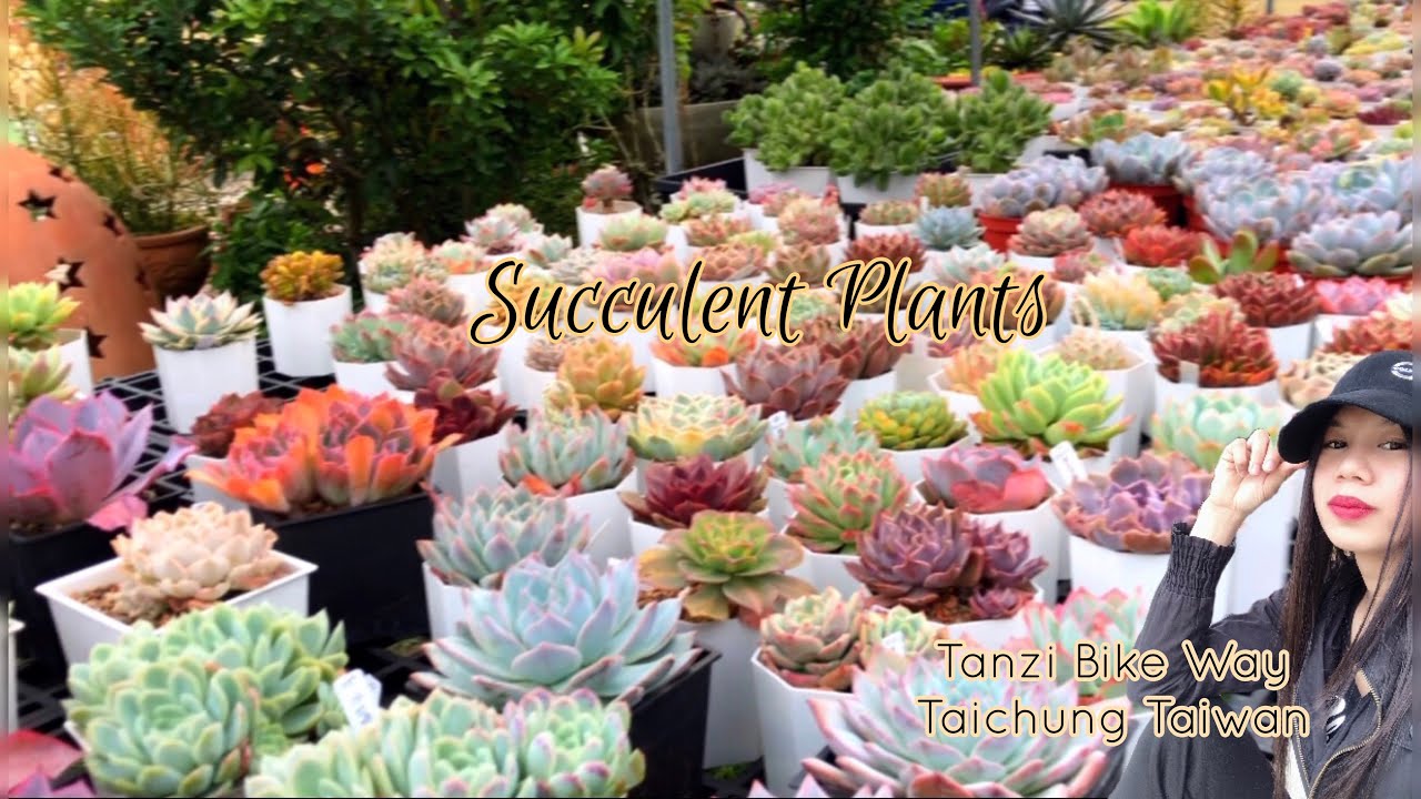 Succulent Plants | Succulents - Cactus Garden | Tanzi Bike Way