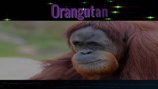 The Orangutan Spirit Animal | Meaning - Spirit animals