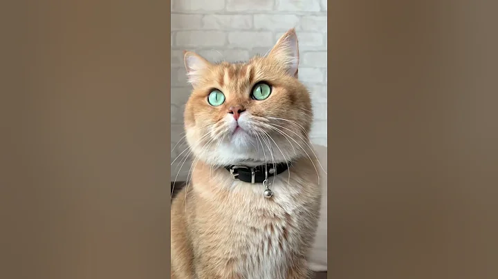 Watch the video about #shorts funny cat videos clean cat exam syllabus meow cat sound cat video animation cute kitty jumps