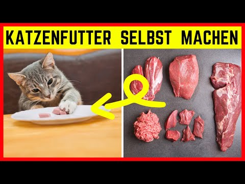 Video: 3 Möglichkeiten, Ihre Katze zum Stehen zu bringen