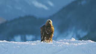 Eagle:Queen of the Skies-The Symbol of Freedom and the Science of Flight #animals #nature #life