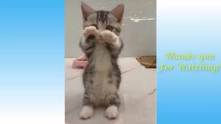 Cute Funny Pets And Animals Collection #4 Pets Collection by CatsNDogs365 2 views 4 years ago 4 minutes, 19 seconds
