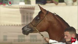 N.413 JS MOSHAGHEB - UAE Nationals 2019 - Colts (2 Years Section A) (Class 6A)