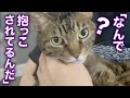 なぜパパに抱っこされているのか忘れてしまったてんちゃんが可愛すぎる・・・