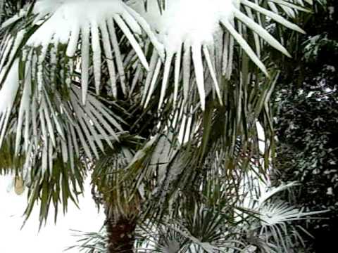 Looking out my window at the snow covered WINDMILL PALM & NEEDLE PALM near Reading, Pennsylvania ...