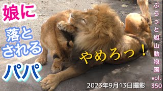 ライオンファミリー】小さくても強いんです！小さな怪力娘がパパを
