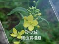 砂の城 (爬山賞櫻趣)