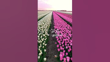 سورة الرعد 🌟  القارئ فارس عباد 🌙#قرآن #نور_القرآن #اكسبلور