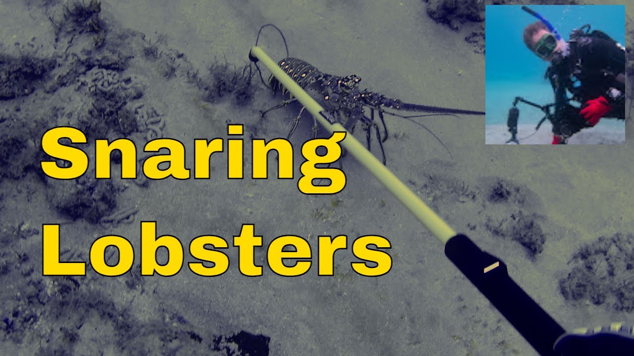 Hunting lobster in Palm Beach Florida