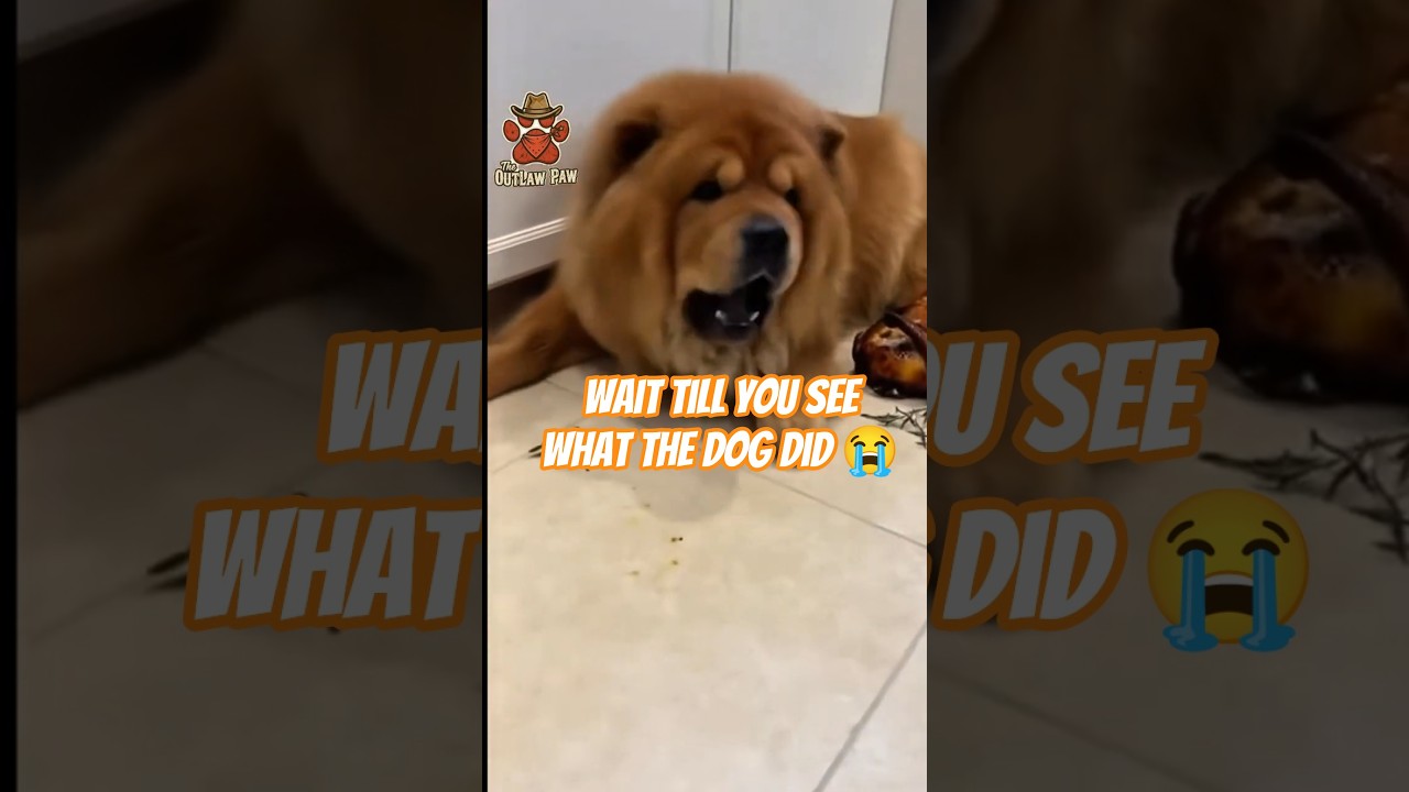 Chow Chow vs Orange Cat: Naughty War 😺 🐶| Daily Shorts 