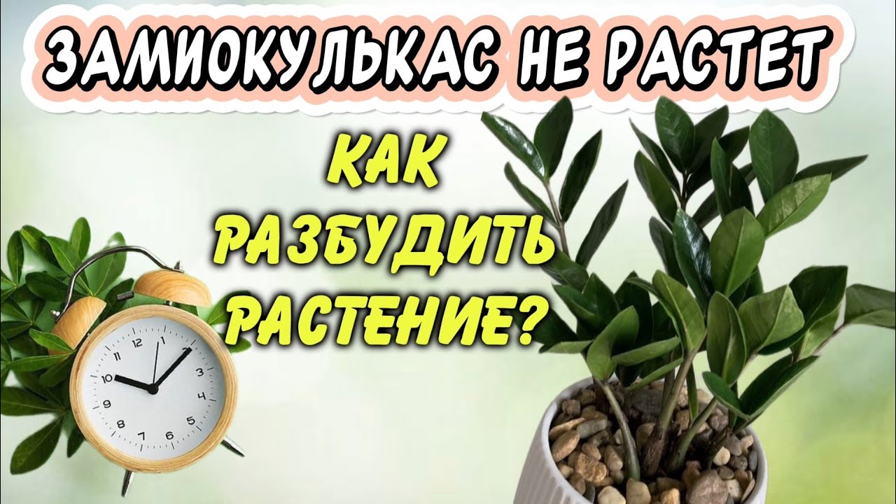 Замиокулькас застрял в росте: что делать, если он и не растёт, и не погибает