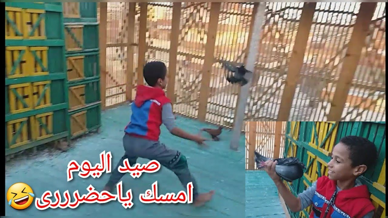 صيد اليوم فرد مفصص بلدى مغامرة نص ساعة 😅😅#تربووووالغيةالمصرية