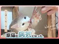 【保護子猫】急にどうして？│うちの子に 病気発覚！
