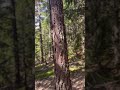 #nature#forest#wald#magyar#fürdich#walking#walkingtour#forestsounds#forestlife#enjoyment#enjoy