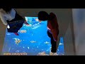 fish floor game