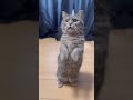 人と猫が分かり合えるとこうなります#shorts #マンチカン #猫