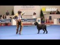 Dog dancing show &quot;Eurasia  2012 / Russia / Moscow&quot;. Freestyle.