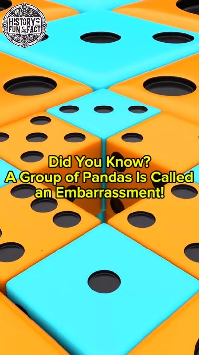 Did You Know? A Group of Pandas Is Called an "Embarrassment!" - YouTube