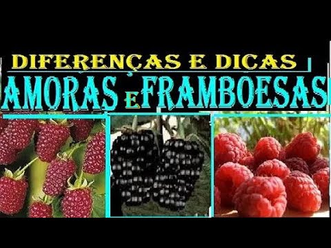 FRAMBOESAS E AMORAS AS DIFERENÇAS E DICAS @NATUREZA ONLINE amantes da ...