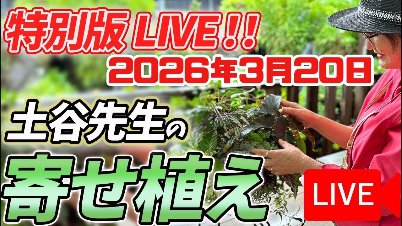 連年余り - 于培山 Live Stream!》 March 20, 2025 We will be presenting Masumi