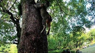 高い木に登ったまま降りてこない猫