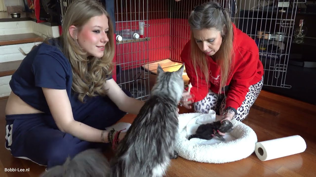 De dag Na CARNAVAL. Thuis de KITTENS verzorgen en WEGEN. Groeien ze GOED? #kittens #4015