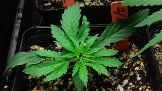 How to grow lowkey 101 pt.37 update of thc plants