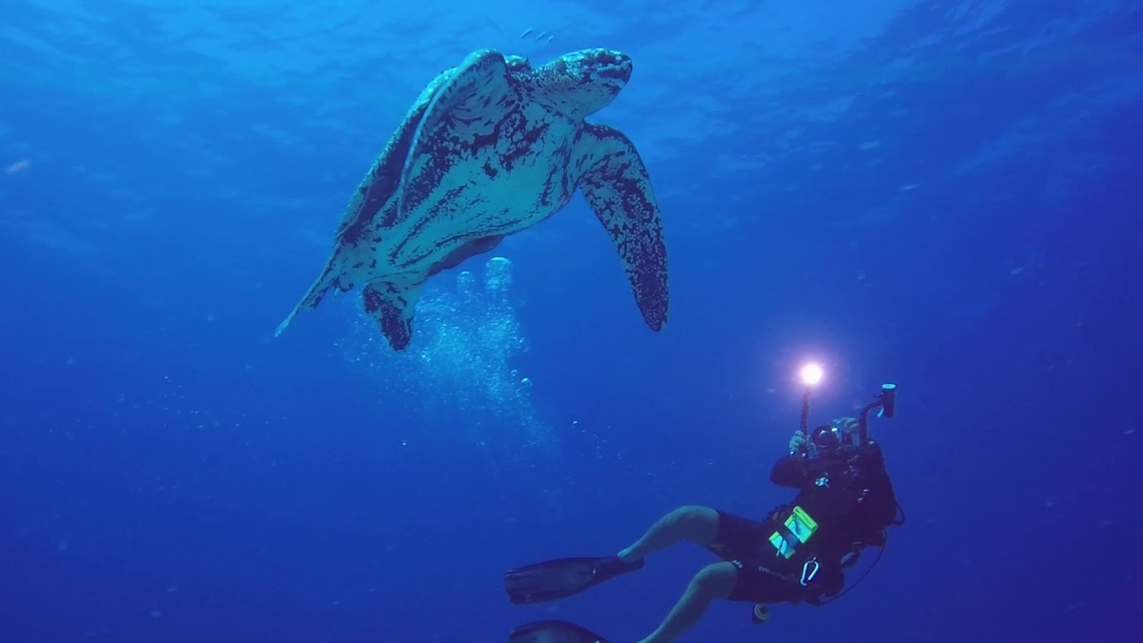 The Leatherback Sea Turtle Merfolk Diaries CHYOA the-leatherback-sea-turtle-merfolk-diaries-chyoa