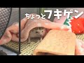 🍎🦔 ハリネズミってこんな表情もするんだよ?*hedgehog life*