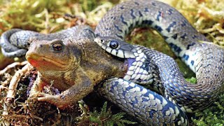 Grass snake  a skilled Hunter, devouring poisonous Toads and Fish alive!