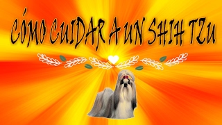 CUIDADOS DEL SHIH TZU EN 7 TIPS screenshot 3