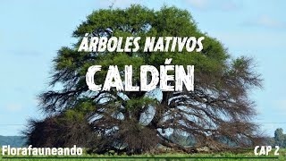 Serie Árboles Nativos de Argentina  - Caldén (Prosopis caldenia) - Capítulo 2