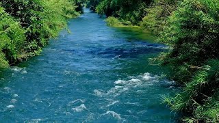 Flowing River Sounds and Bird Sounds 🌿 Relaxing Nature Sounds for Deep Sleep