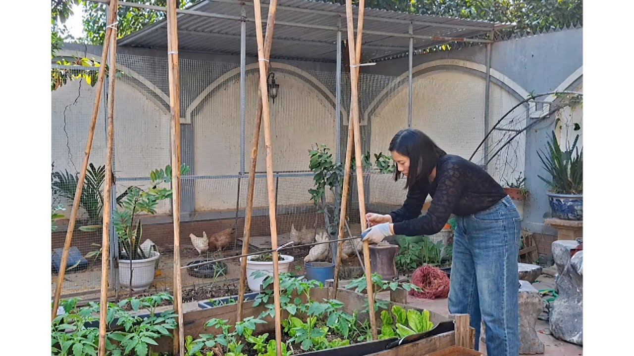 Thuy Gardening | Planting Lemon, Tying Trellis & Watering | Quiet Garden Vlog