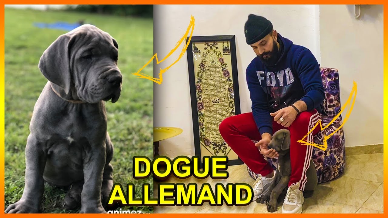 جيت نعرفكم بالصديق الجديد ديالي |  Dogue allemand 🐶