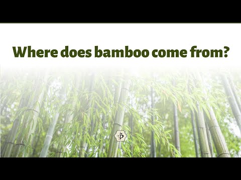 Where does bamboo come from?