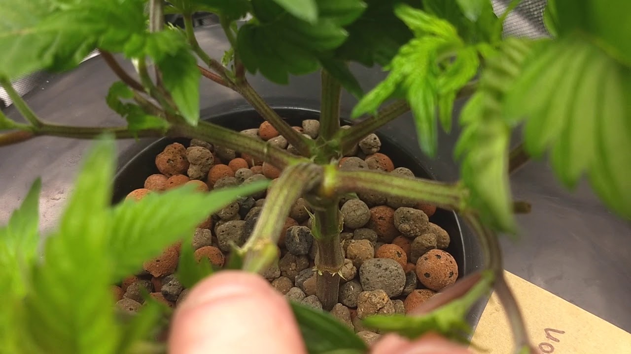Growing weed indoors Lemon Kush harvest
