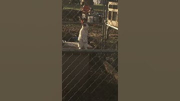 How to Assert Dominance