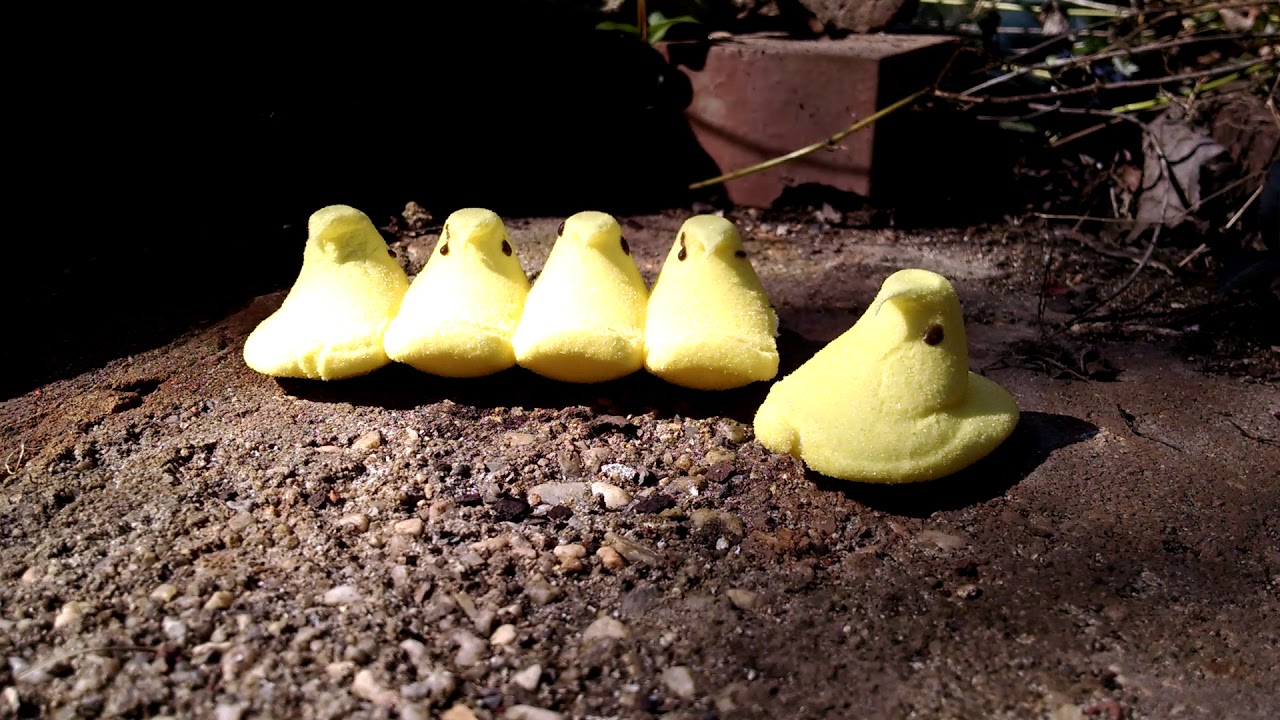 Potassium Chlorate What Will It Do To Marshmallow Peeps?! YouTube