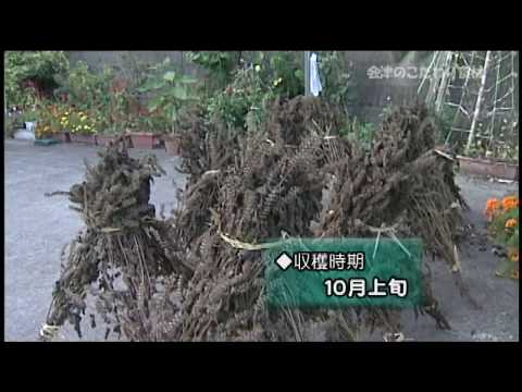 じゅうねん(えごま） - YouTube