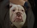 look at that smile! #bulldog #englishbulldog #puppy videos# cute puppies