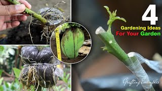 4 Grafting Stem Cuttings Air layering plant in Early Spring