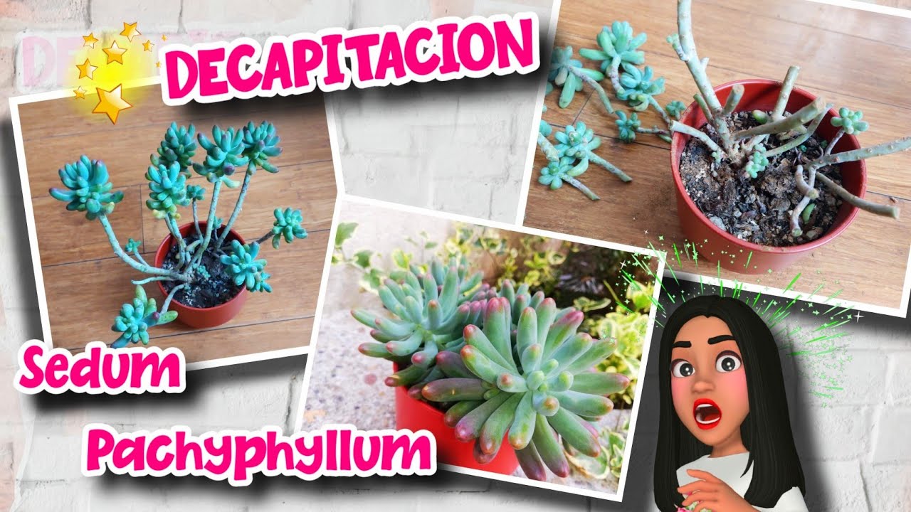DECAPITACION de Sedum PACHYPHYLLUM 🤯🌱/Decapitar Suculentas🤩👍/Reproducir ...
