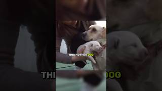 Dog Found Inside a Wall 😭🐶 #shorts