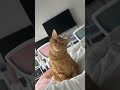 The Head Tilt ЁЯШн The Head Tilt ЁЯШн
