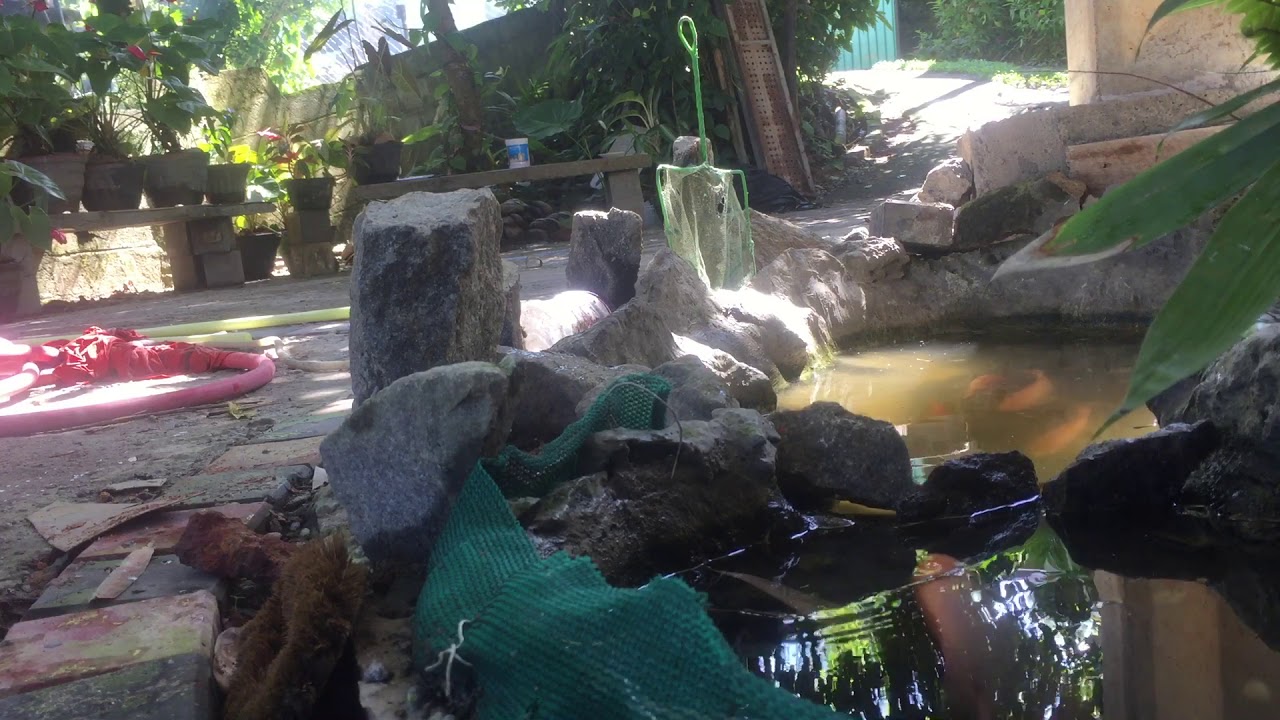 Jayant gurami jumping